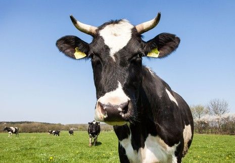 Demand more from your PMS provider, it’s the beef of your operations!