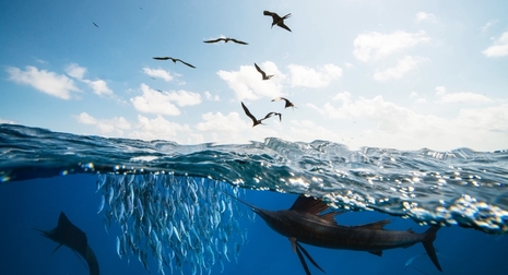 Novotel Partners with Seafood Souq to Implement Comprehensive Traceability Audit Across GCC Hotels